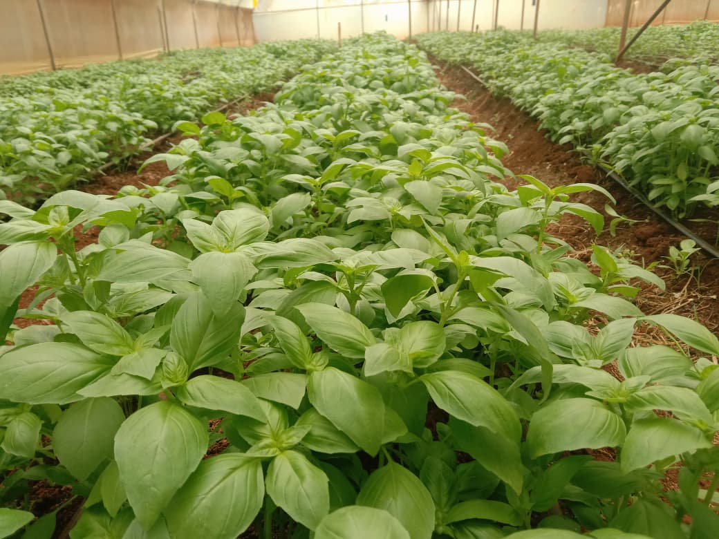 Fresh Basil