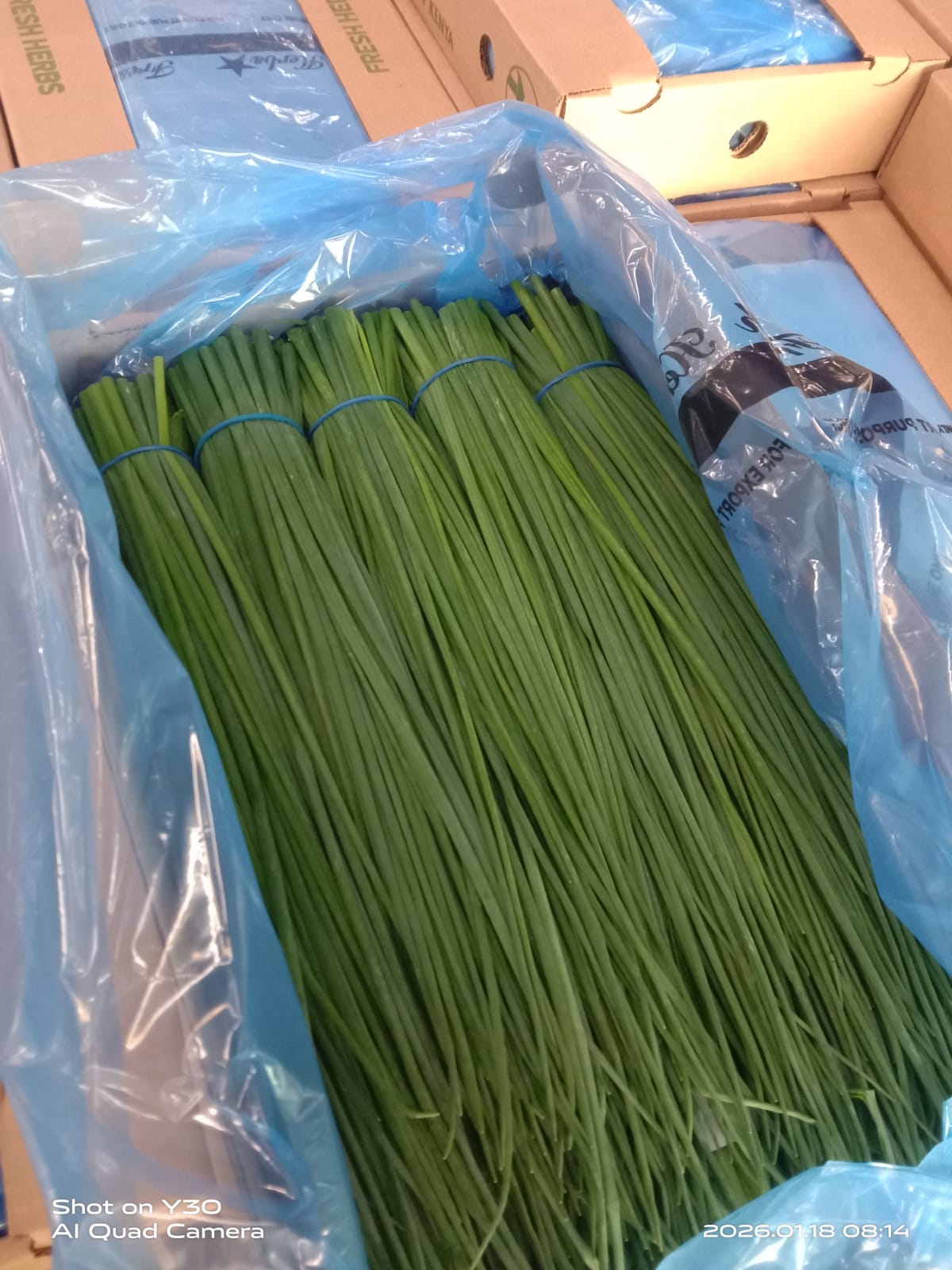 Fresh Chives