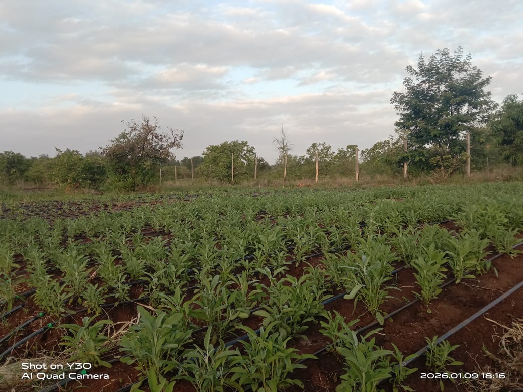 Premium Organic Herbs from Kenya