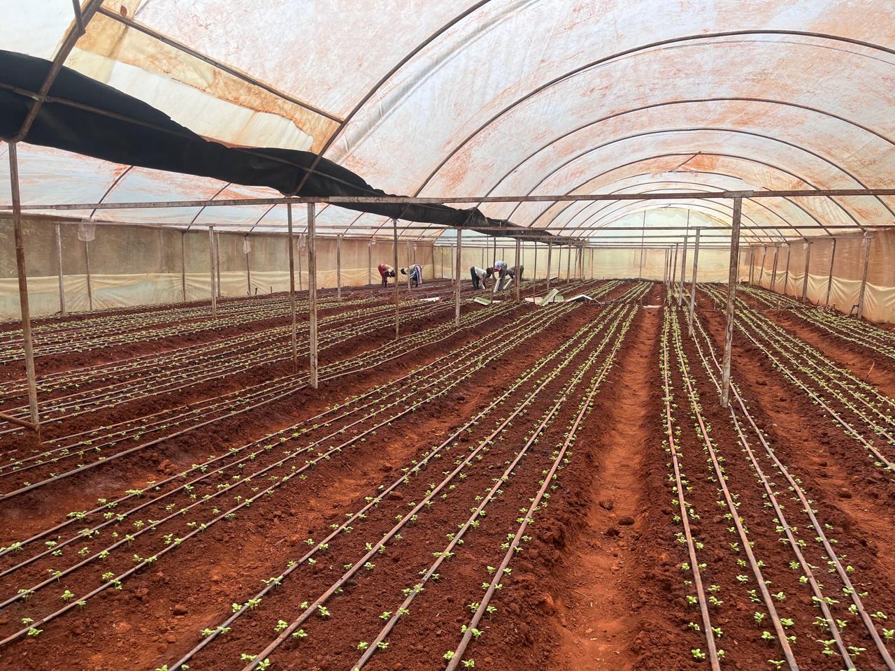 Modern Greenhouse Facilities