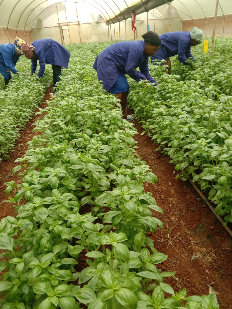 Quality Harvesting Process