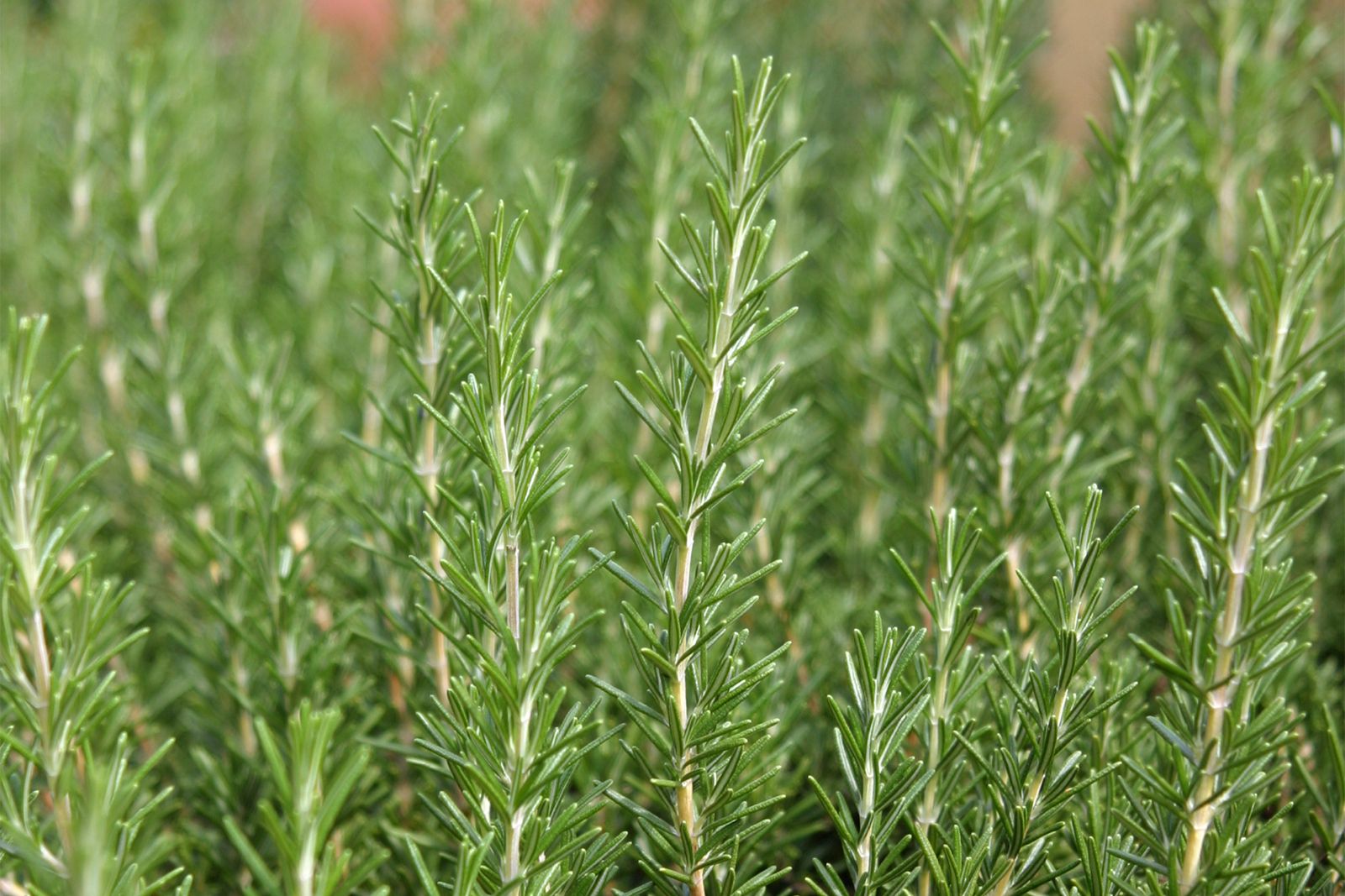 Rosemary