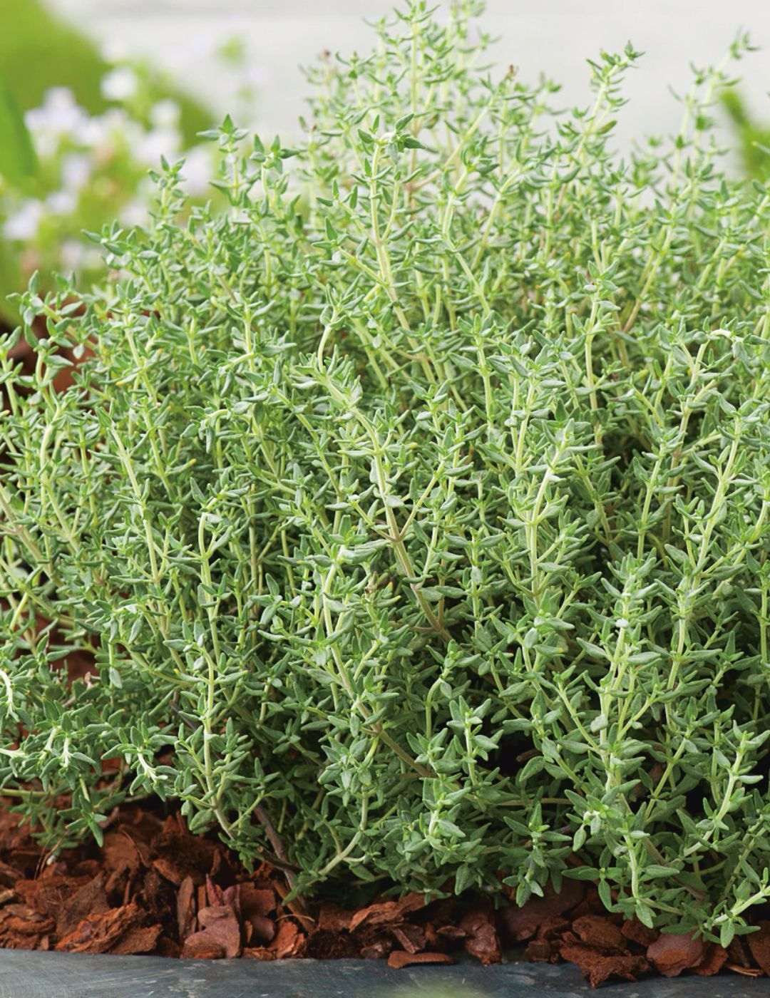 Thyme